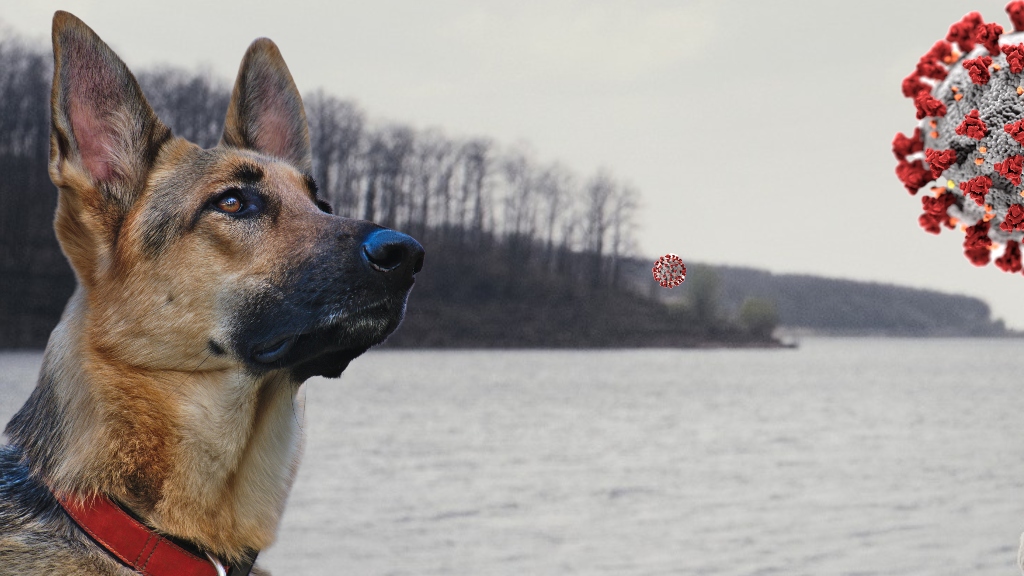 İsviçre Covid-19'un izini özel eğitilmiş köpeklerle takip edecek