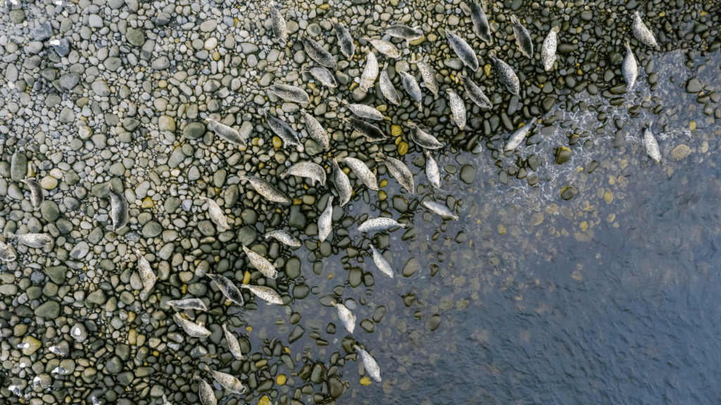 Santral arızası Aare Nehri'ni vurdu: Binlerce balık telef oldu
